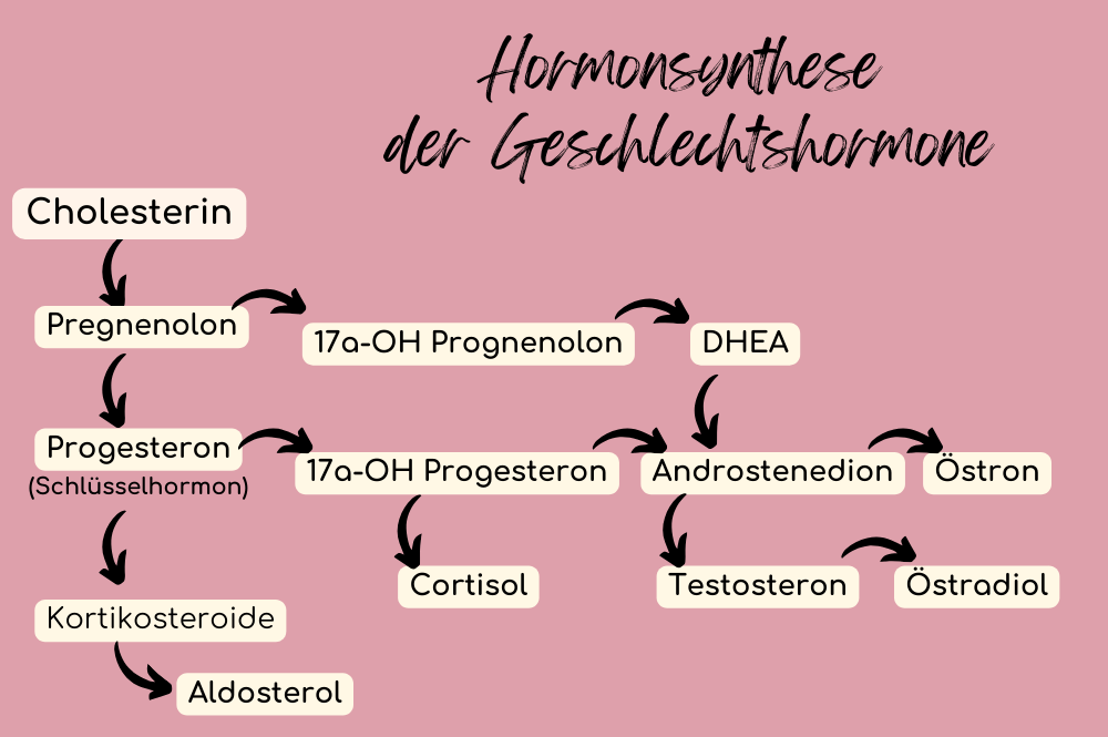 Hormonsynthese, wie Hormone gebildet werden