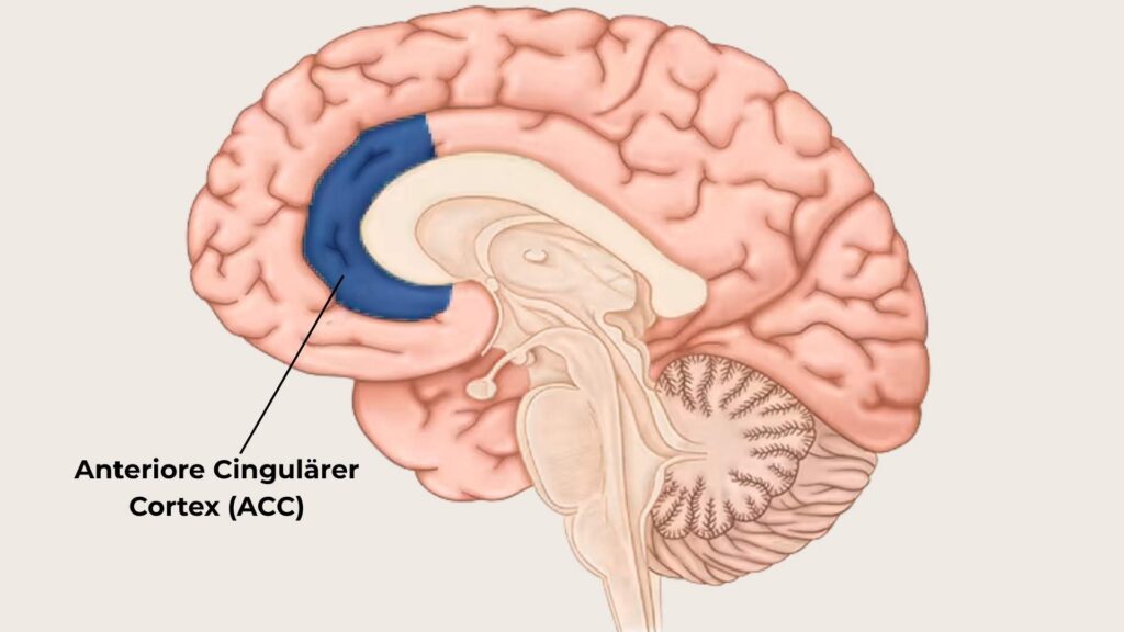 ACC Anteriore Cingulärer Cortex, Lügendetektor im Gehirn